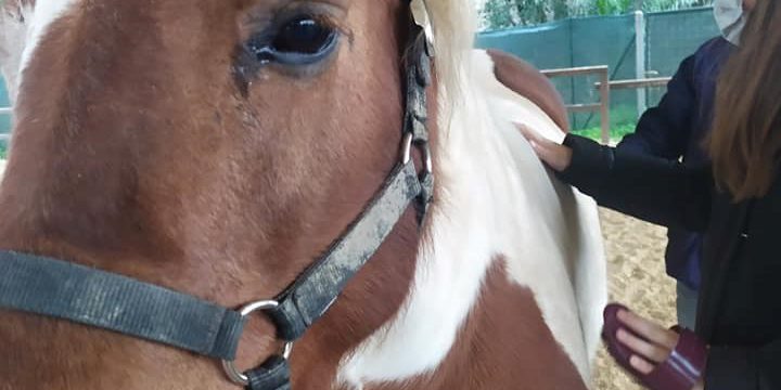 cavallo2