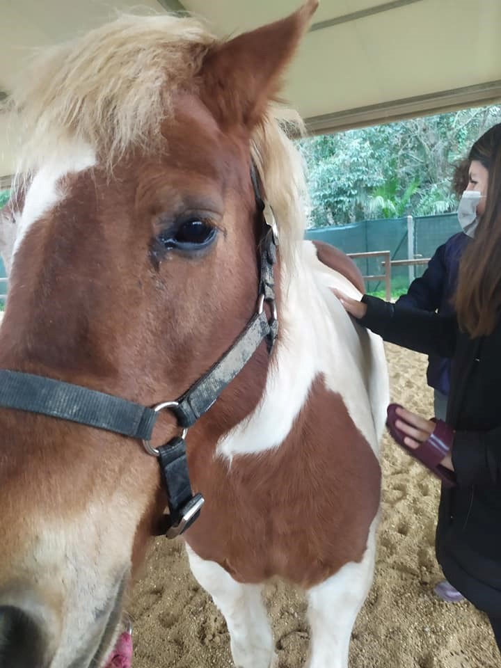 cavallo2